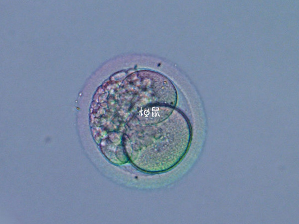 胚胎移植3-7天可以着床