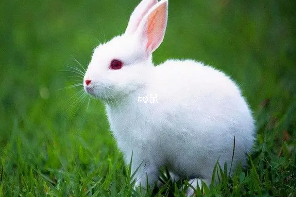 孕妇梦见白色兔子代表宝宝很健康