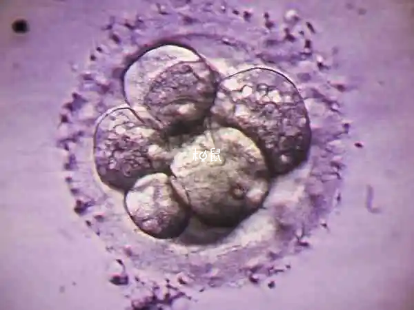 3bb和4bb囊胚有一定的区别