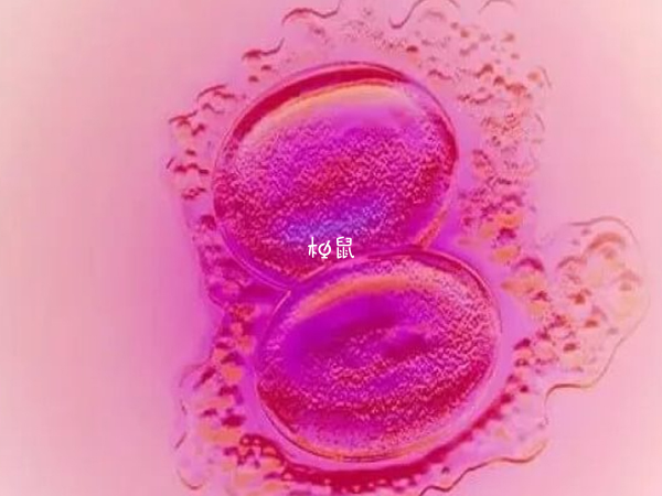 鲜胚养囊失败可能是精卵质量不好