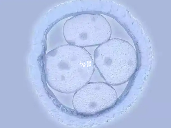 五天桑葚胚可以移植