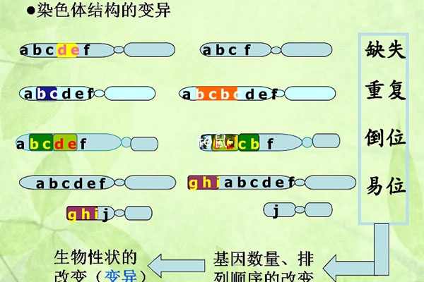 易位属于染色体变异