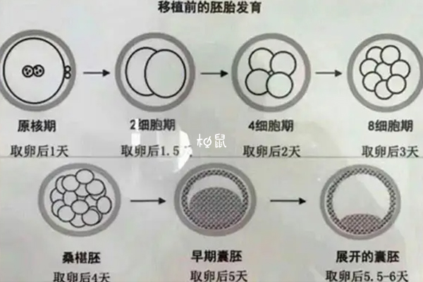 一般试管移植是放1-2个胚胎比较好