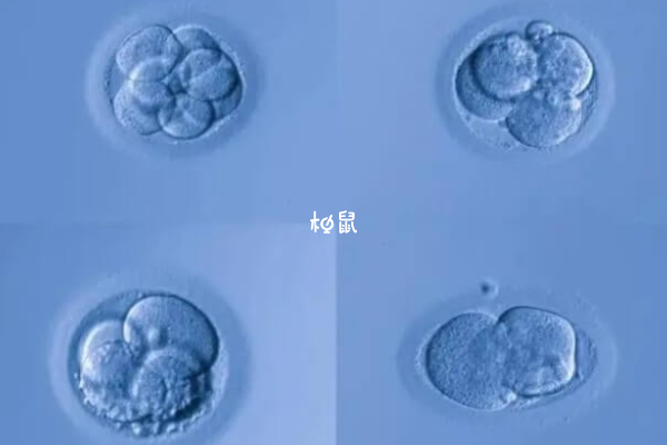 试管囊胚移植不着床要对症治疗