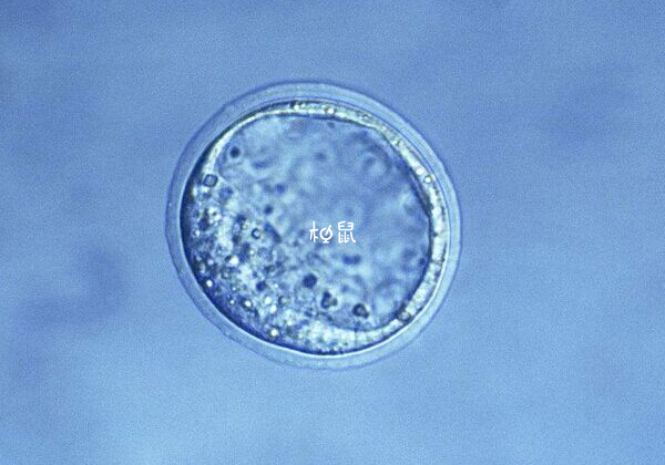 胚胎质量影响移植成功率
