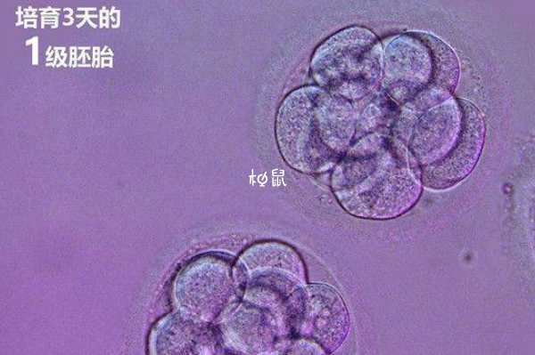 当月移植失败下次要1个月左右移植