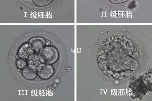 胚胎植入后着床时间不一定