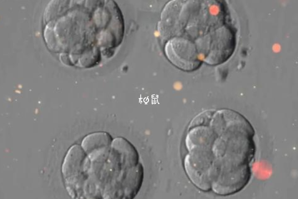 三级胚胎养囊可以成功