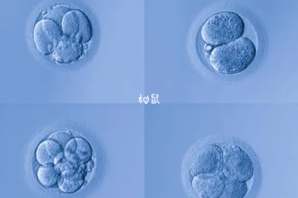 胚胎染色体异常不可以移植