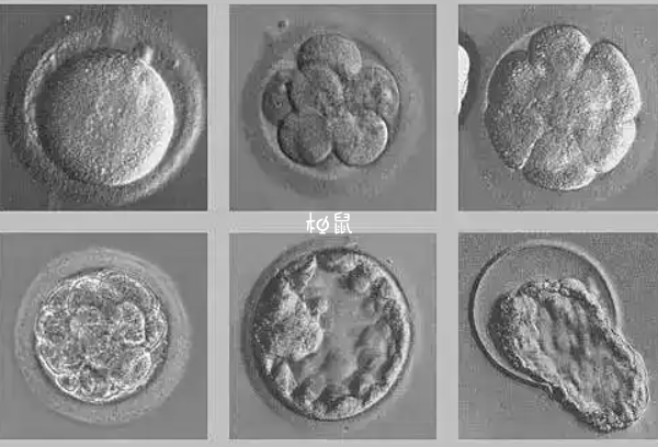 胚胎移植数量不是越多越好