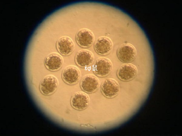 优质胚胎不一定能移植成功