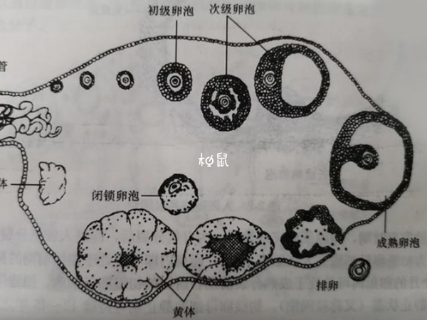 促排期间便秘可能会影响卵泡质量