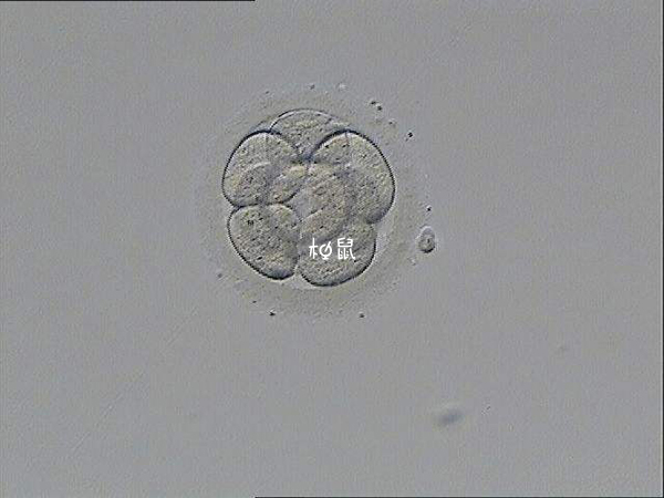 囊胚着床成功率约50%-60%