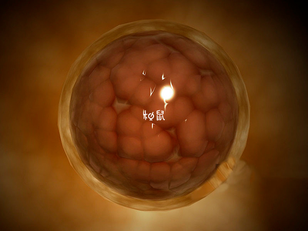 单个囊胚移植着床能力比较好