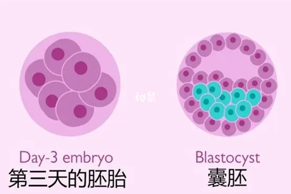 胚胎质量差会导致孕囊发育慢