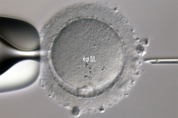 冷冻胚胎移植成功率更高