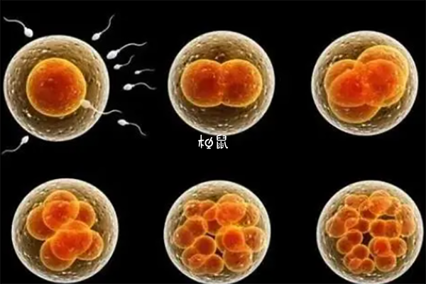 精卵质量会影响养胚