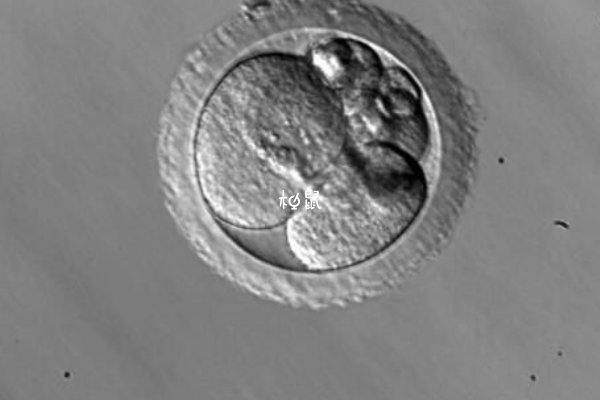 做三代试管也容易出现嵌合体胚胎