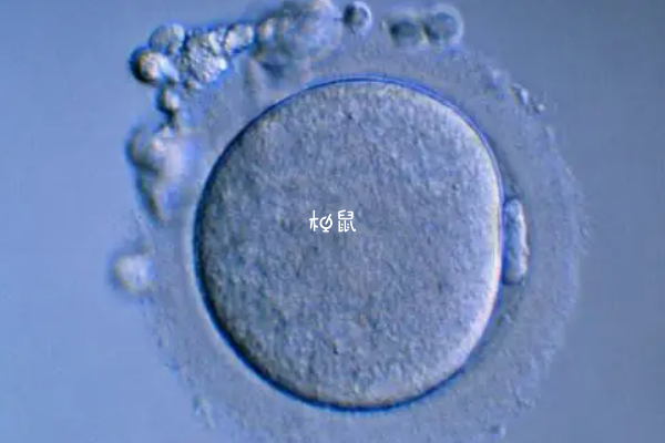 试管婴儿可以一次性放两个胚胎