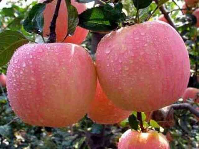 吃苹果减内膜原因是什么？