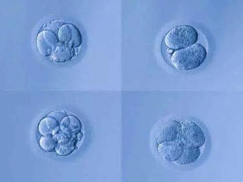 囊胚5bb和4bb哪个好？