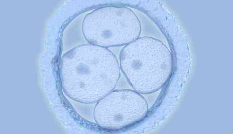 产检显示胎儿存在嵌合体是什么意思？
