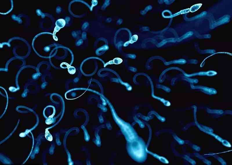 x精子与y精子哪个游得更快？