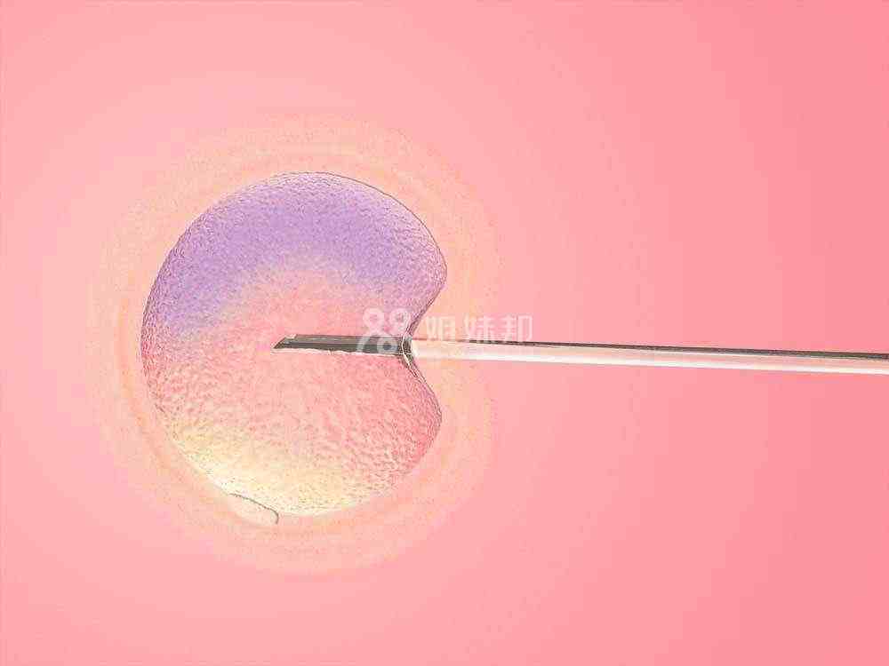 养囊过程能看出胚胎性别吗？