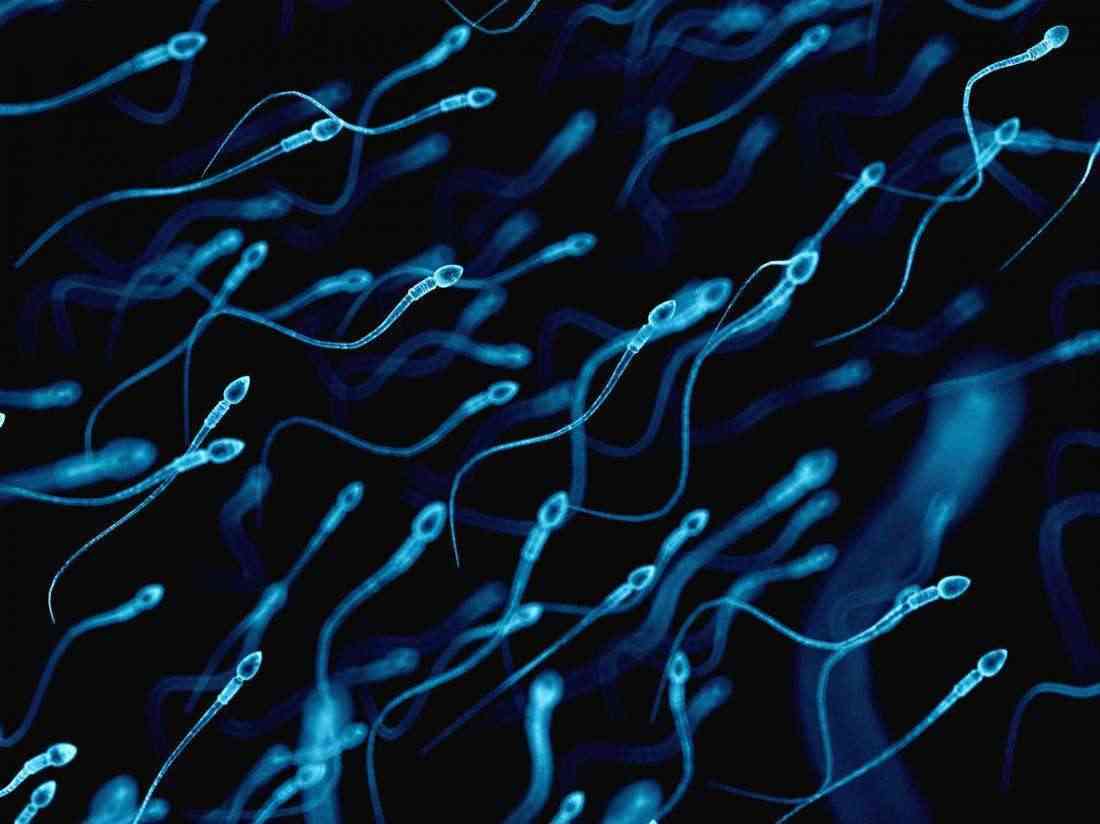 精子射入体内多久可以与卵子结合？