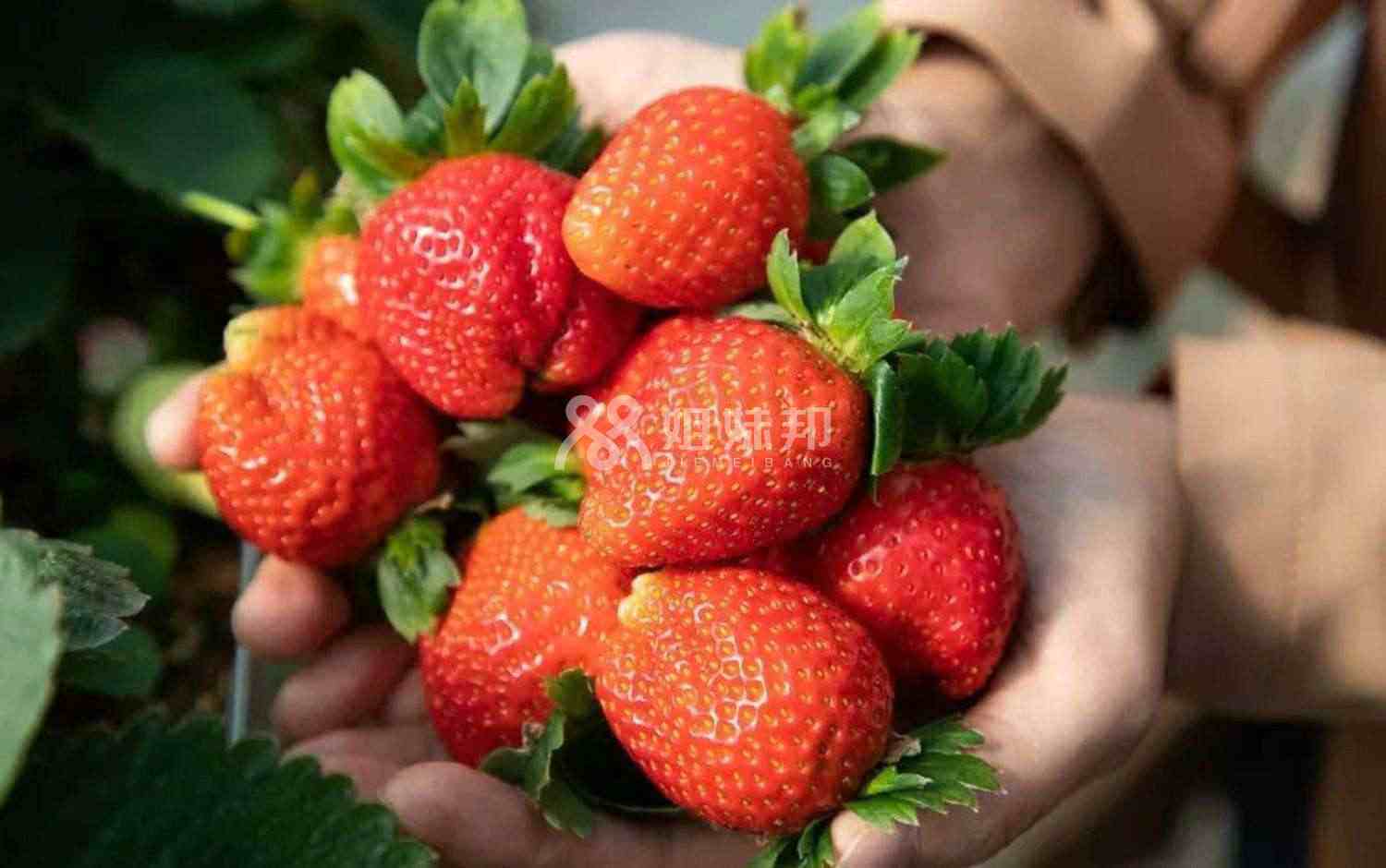 孕妇梦见草莓是在预示生男生女吗？