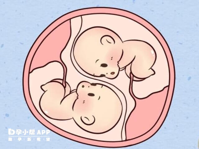 两枚胚胎会发育成双胞胎